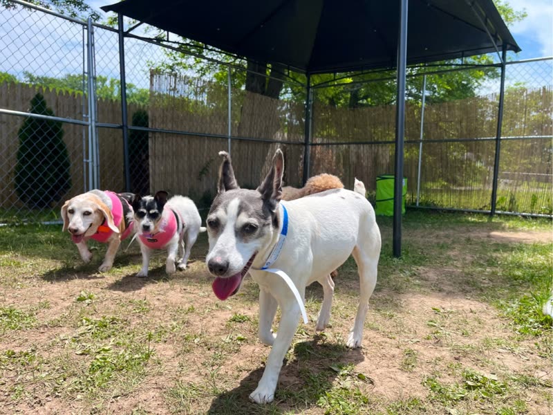 Three small dogs in harnesses trotting across the fenced grass play yard under a shade canopy