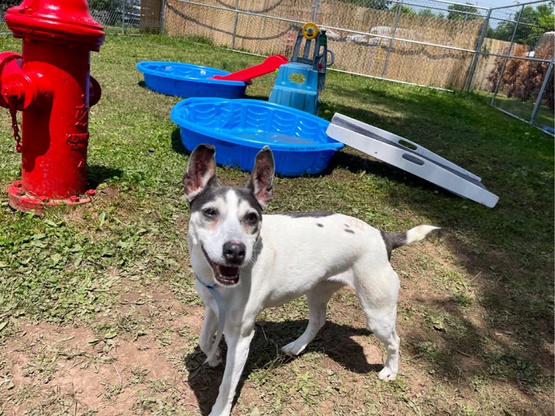 A short-haired dog in the grassy yard with a fire hydrant, paddling pools and a ramp behind