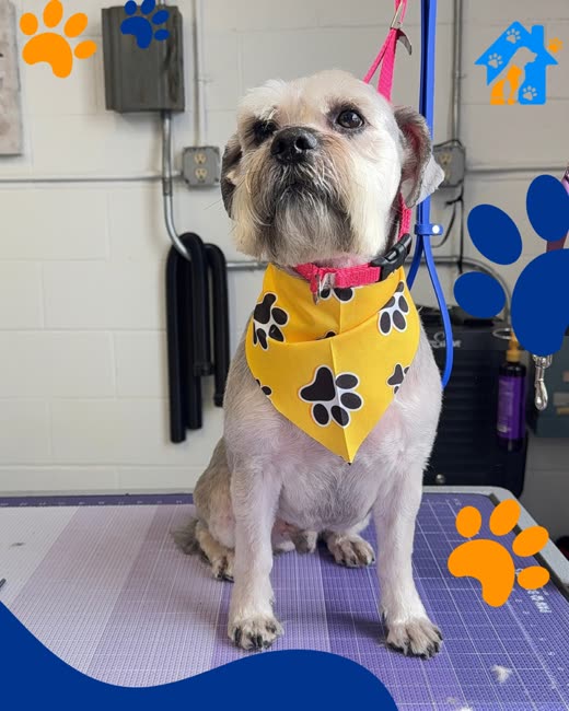 A freshly groomed shih tzu in a yellow paw-print bandana on a grooming table