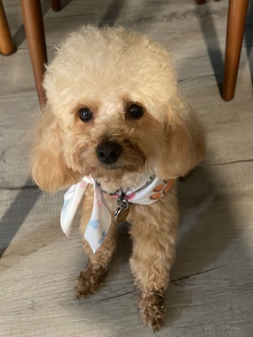 A cream poodle-mix in a white bandana looking up after a trim